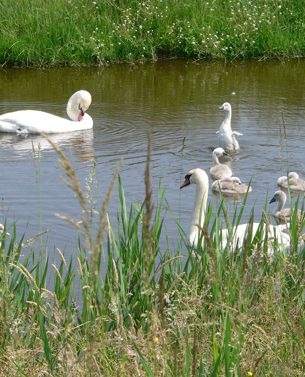 Ontwerp Natuurbeheerplan 2016