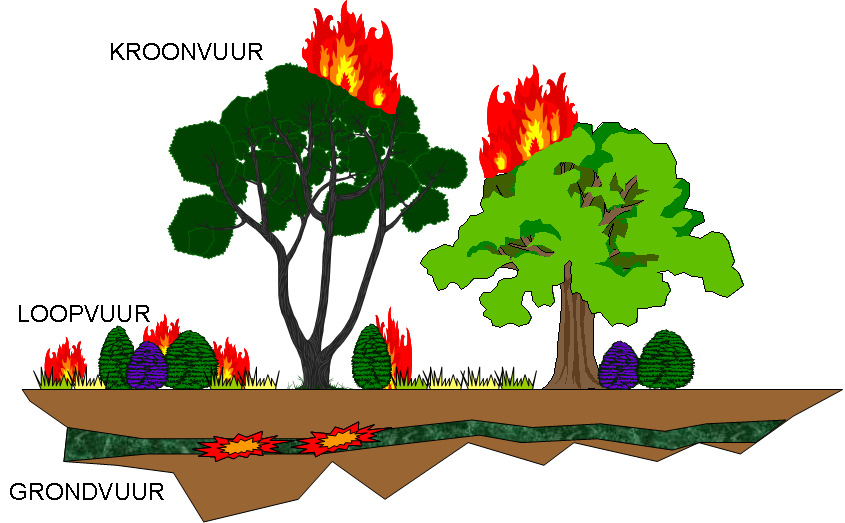 2.1. Soorten Soorten In hoofdlijnen zijn er maar drie soorten natuurbrand. Die soorten kan je ook nog een kleine onderverdeling geven: 1. Kroonvuur Loofbos; Naaldbos; Gemengd bos. 2.