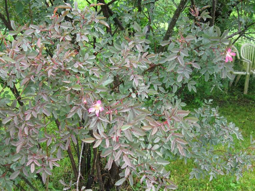 Rosa glauca