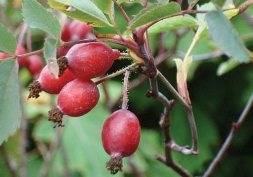 Rosa glauca Ronde,