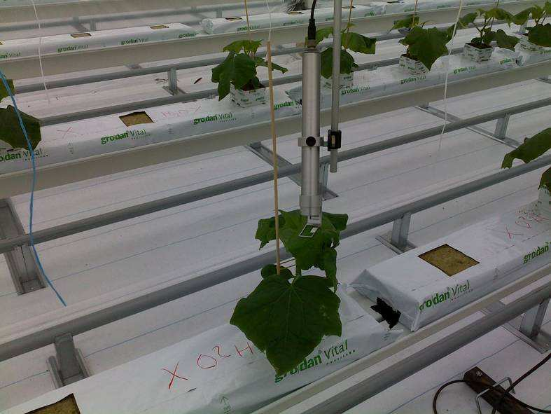 GrowWatch (growtechnology) De GrowWatch is uitgerust met een fotosynthese meter (Moni-head).