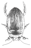 De aanleg van de vleugels van het volwassen dier is bij de larven al zichtbaar. Een popstadium is afwezig. Uit de volgroeide larve kruipt direct het volwassen insect: de haft of eendagsvlieg.