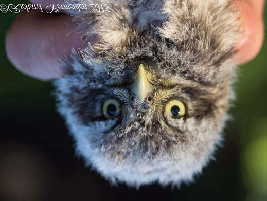 Vogelwacht Uffelte e.o. - 1. Werkgroep Steenuilen We zijn ons allen ervan bewust dat we Fred nooit kunnen vervangen, maar we kunnen wel met z n allen ons best doen om zijn werk voort te zetten.