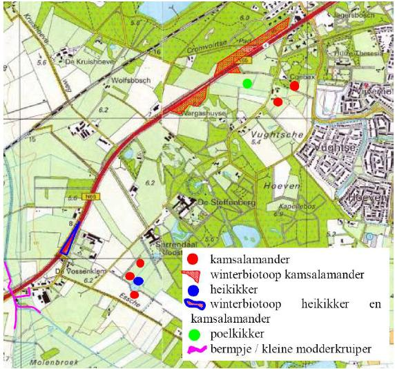 Amfibieën: Beschermde amfibieën hebben potentieel overwinteringsbiotoop in het onderzoeksgebied.