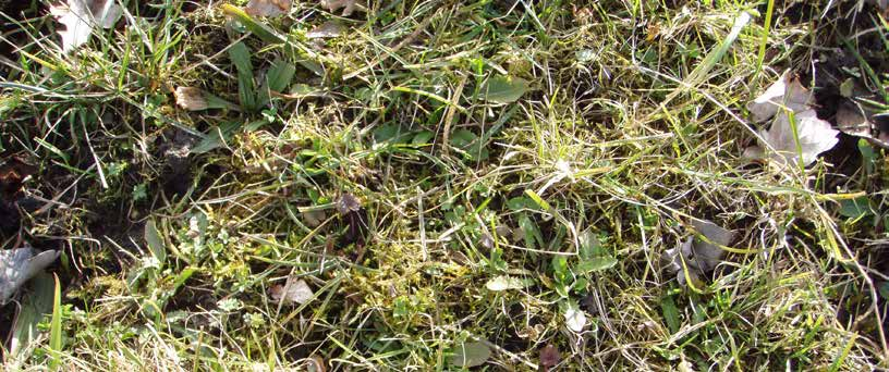 Gras te kort de winter in laten gaan Gras te lang de winter in laten gaan (kans op schimmel en kans op een