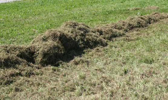 In deze open plekken heeft graszaad een perfecte basis om