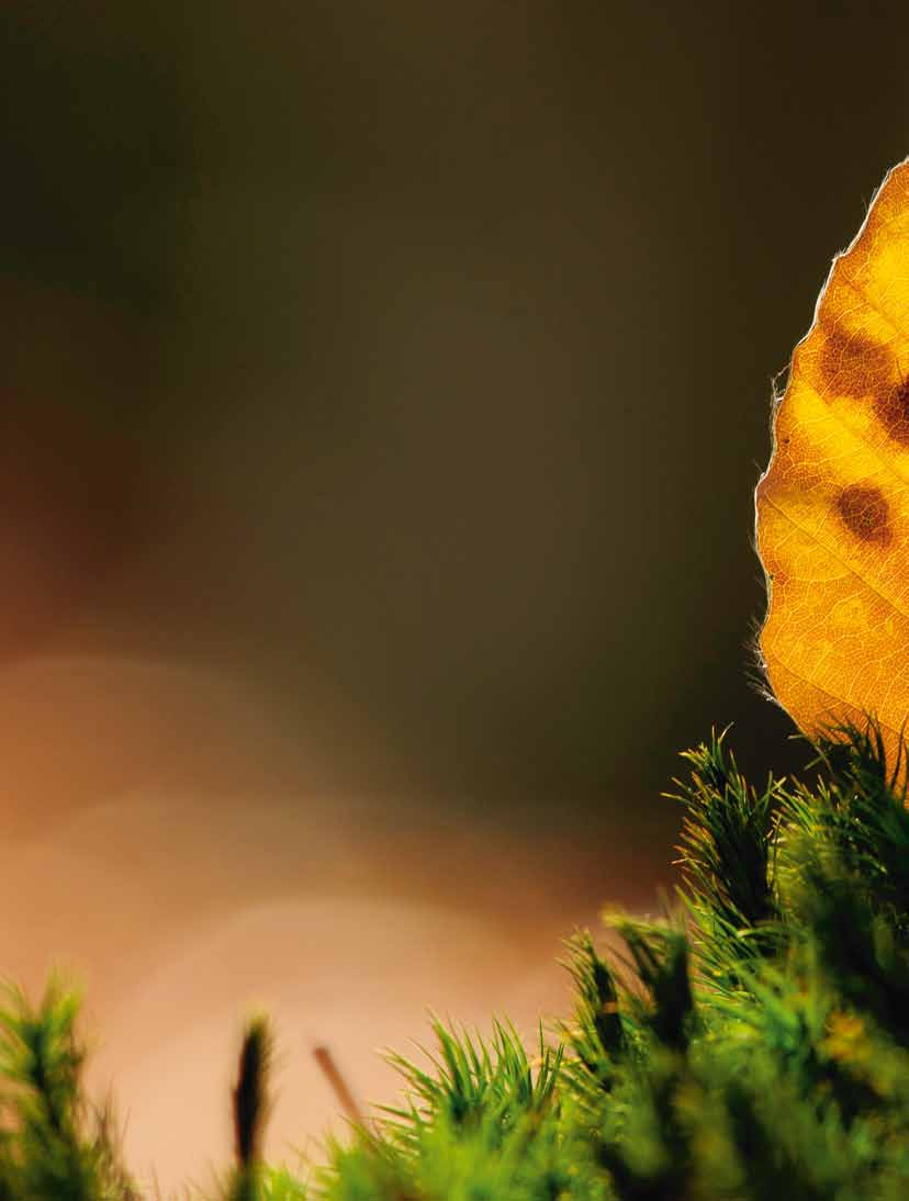 reportage Beuken kleuren het bos bruin, rood en geel In Nederland, en dan vooral op de Veluwe, is de beuk een van de meest voorkomende loofbomen.