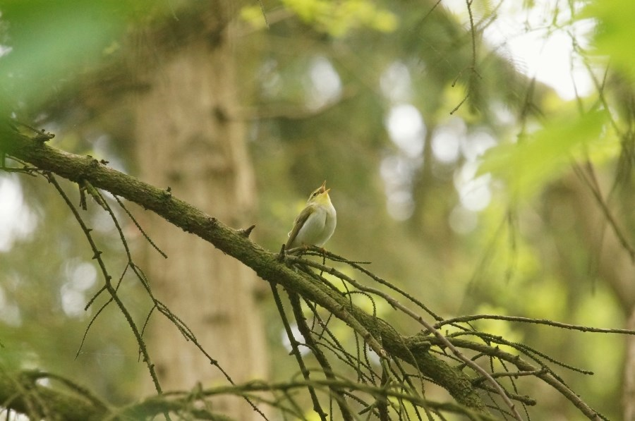 Sovon-rapport 2015/41 Samenvatting In het voorjaar van 2015 zijn het Robbenoordbos en Dijkgatbos (tezamen 654 hectare groot) gekarteerd op broedvogels.