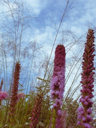 1 Tuinontwerp De Weieven Nieuwsbrief 32----lente-2016 Met hierin De nieuwe Lezing over Siergrassen is klaar! Weieven geeft Prairie-gezicht in Utrechtse achtertuin.