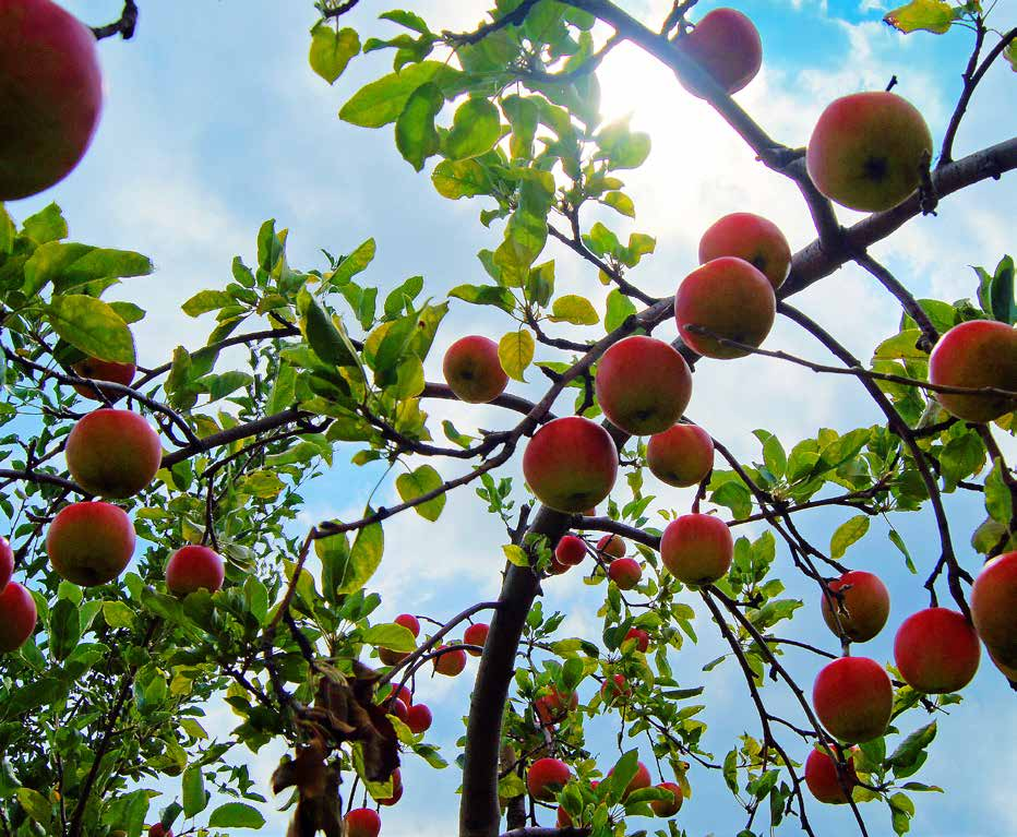 Een sprookjesachtig decor van betoverende bloesems in het voorjaar en plukvers fruit in het Stroop van Vrolingen Vrolingen is een gehucht van Wellen.