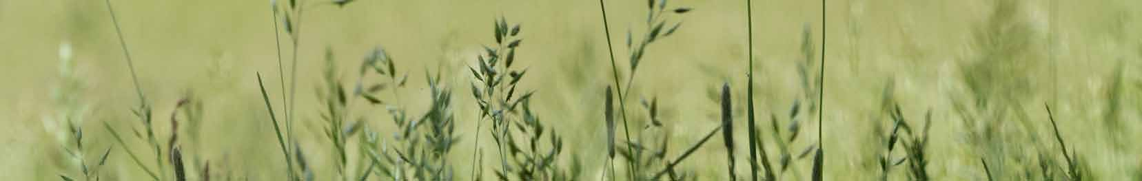 VOORWOORD BELEEFBARE EN BETAALBARE NATUUR VOOR IEDEREEN Heide, bos, moerassen, uiterwaarden, graslanden met weidevogels en hoogteverschillen in het landschap; de natuur in de provincie Utrecht is