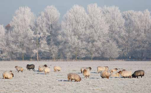 8. REALISATIE c. We concentreren de middelen voor het weidevogelbeheer op de zogenoemde kerngebieden. De grenzen van deze gebieden geven we aan in het Natuurbeheerplan. d. We integreren de provinciale regeling voor Kleine Landschapselementen in het subsidiestelsel SNL.