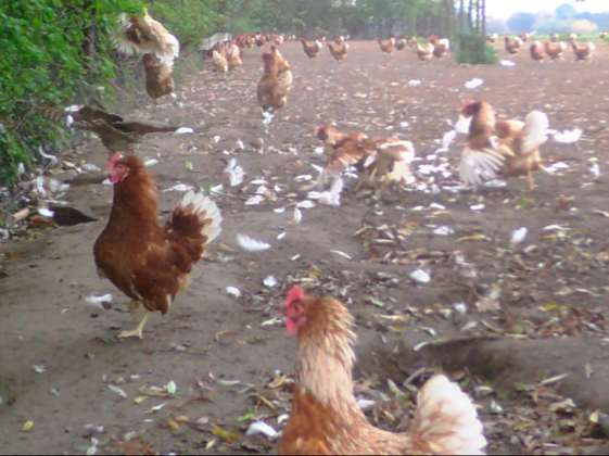 Een deel van de omstanderkippen rent actief op de aanvallende roofvogel af. Hierbij hebben ze de kop naar voren, de nekveren wijd uit, de staart gespreid en de vleugels wijd. Zie foto 4.