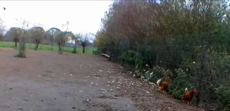 Foto28: Na een worsteling tussen buizerd en havik tijdens aanval 12, eet de buizerd van de kip (rechts) en zit de