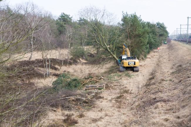 Bomen, ook hele grote, worden gekapt evenals struweel en osplag.