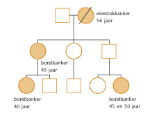 hand van deze stamboom wordt door de adviesgever een inschatting gemaakt van de kans dat de borstkanker in de familie erfelijk zou kunnen zijn.