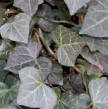 Hedera helix Green Ripple Hedera hibernica