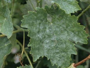 Oïdium op blad chemische bestrijding in essentie