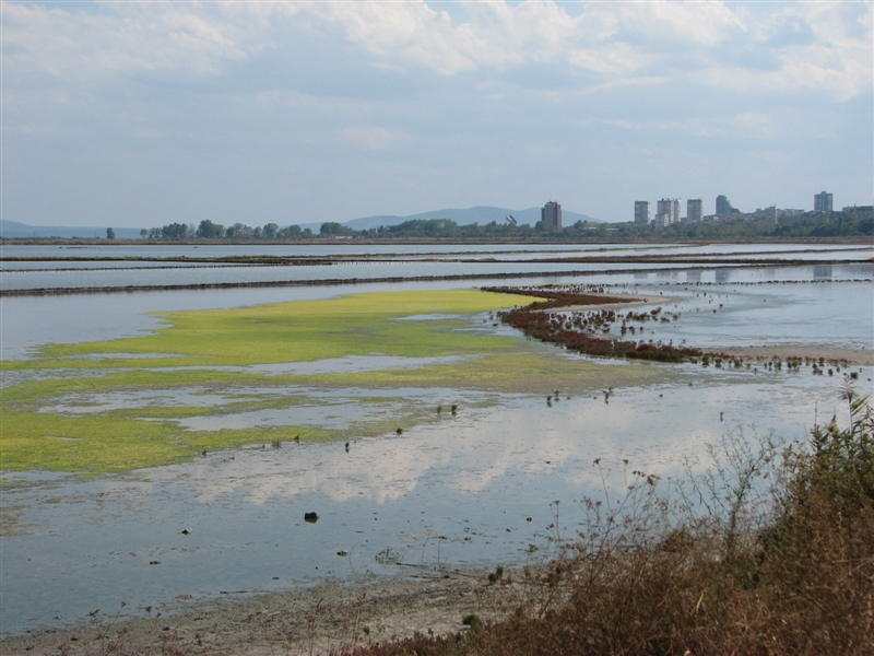 Bulgarije, vogeltrek langs de Zwarte Zee 7 t/m 13