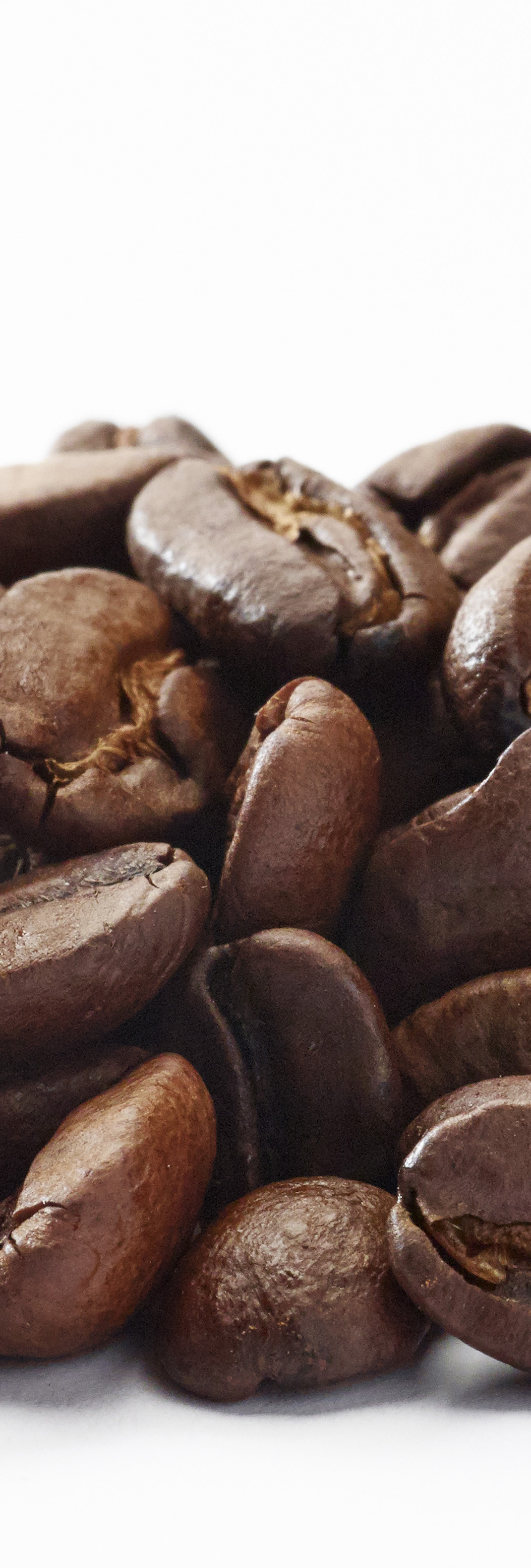 Bonenkoffie toestellen Fountain selecteerde dit gamma machines om aan de breedst mogelijke vraag van haar klanten te