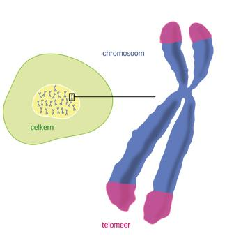 Telomeerlengte en IPF Telomeer lengte wordt klein stukje korter bij elke