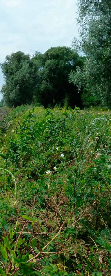 1. Inleiding Dit beeldkwaliteitplan heeft betrekking op de Johannapolder, tussen de jachthaven van Rhoon en het terrein van Delta in de gemeente Albrandswaard.