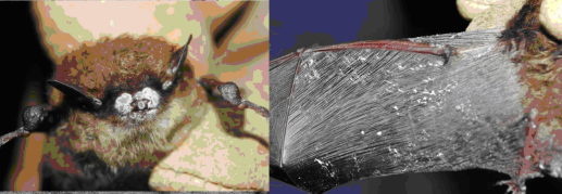 Fig. 2: Links: een vleermuizen met typsiche