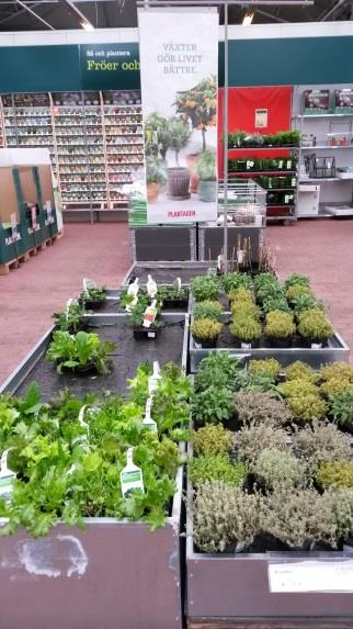 Ruim een derde van de planten kopende consumenten koopt een plant bij de supermarkt, dit aankoopkanaal is in de afgelopen vijf jaar aan belang toegenomen en is