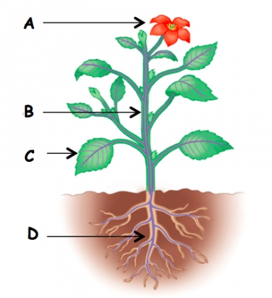 4fef927 (biologiepagina.