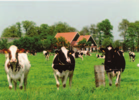 Rassen en lijnen (waarvan fokpopulaties in Nederland aanwezig) met een grote bijdrage aan de voedselproductie Omvang fokpopulatie In Nederland Omvang fokpopulatie In Nederland Melkvee Schapen