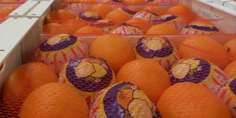Dikke jongens! Dat zijn de sinaasappelen uit Portugal. Navel Lane Late van ongeëvenaarde kwaliteit.