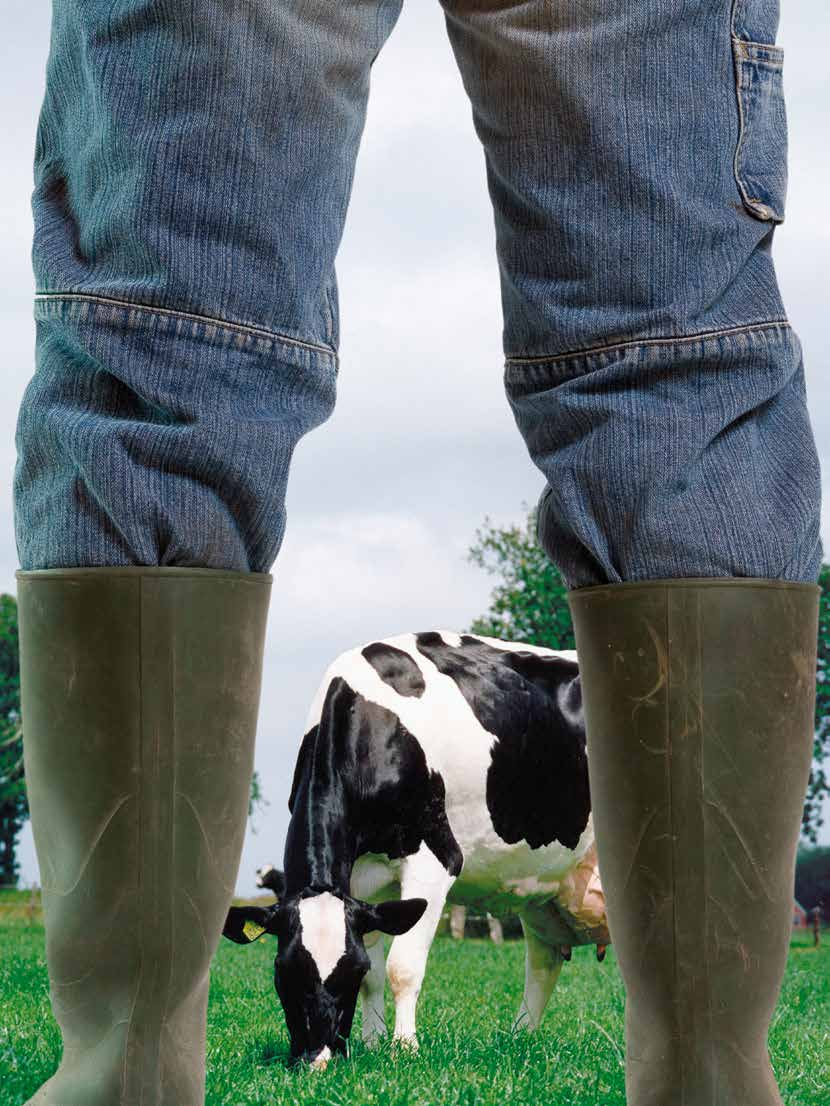 Blijvend grasland Blijvend grasland is de stabiele motor van ieder melkveebedrijf. Het levert jaar op jaar ruwvoer voor een gezonde veestapel en een goede melkproductie.
