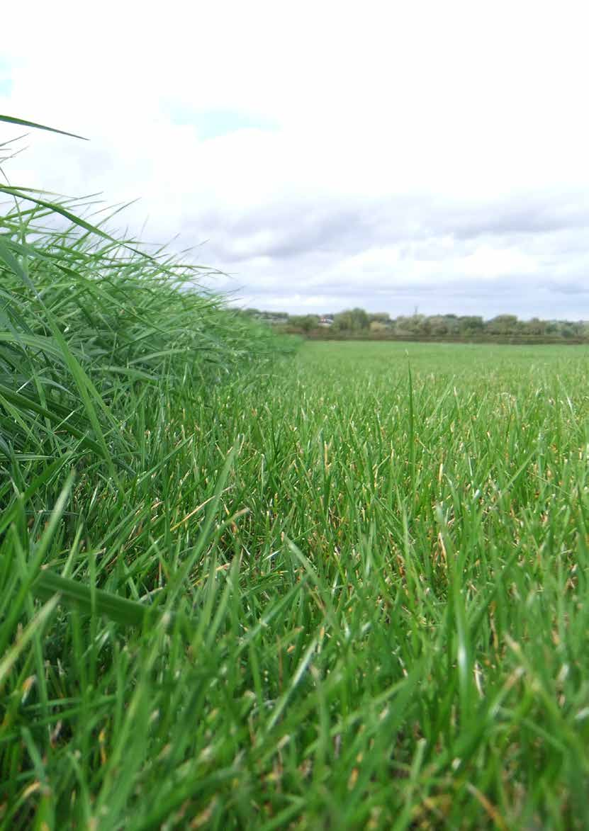 3-jarigProductiegras ProtaPlus 12% meer gras opbrengst Grasklaver-mengsel voor eiwitrijk ruwvoer Maaien Beweiden Maaien Beweiden Enorme opbrengst. Flexibel in maaimoment. Zeer stikstofefficiënt.