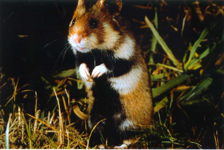 15 BIJLAGE 3: FIGUREN Figuur 1: De Hamster heeft een hoge aaibaarheidsfactor, onder meer door de sterke gelijkenis met verwanten die als