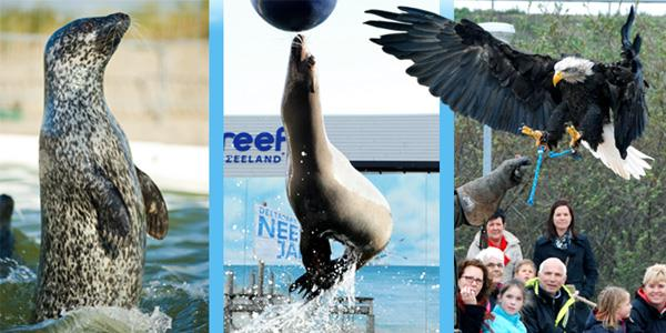 Kijk voor meer informatie op www.neeltjejans.nl Maar er is meer... De zeeleeuwen en trainers zijn er weer klaar voor en hebben er zin in.