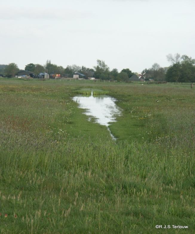 Als plas-dras niet haalbaar blijkt? Soms lukt het niet om een wat grotere plas-dras te realiseren.