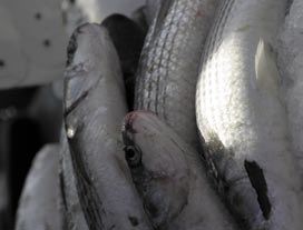 Schenkadvies: Ideaal in combinatie met fruits de mer, maar ook bij stevigere vissoorten.