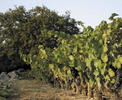 2005 Collioure, Côté Mer Domaine de La Rectorie Een van de meest gerespecteerde wijndomeinen van Frankrijk is zonder meer Domaine de La Rectorie.