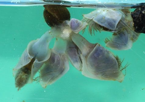 augustus 04 Henk Witte, Petten, 4 juli. Even op het strand gekeken, Leek minder interessant dan het toegangspad waar de gaten werden opgevuld met kleischelpen. Zowaar een mooie artemisschelp.