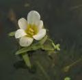 .. 12 Araliaceae Grote waternavel Hydrocotyle ranunculoides.