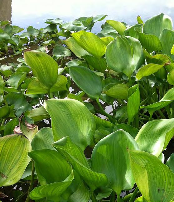 Daarnaast kunnen ze de doorstroming bemoeilijken. Omdat in de winter alle planten afsterven kan waterhyacint in Nederland niet de dichtheid krijgen die in sommige tropische gebieden bereikt wordt.