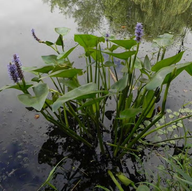 Ecologie Moerashyacint groeit op met water verzadigde bodems tot ongeveer veertig centimeter diepte in stilstaand of langzaam stromend water.