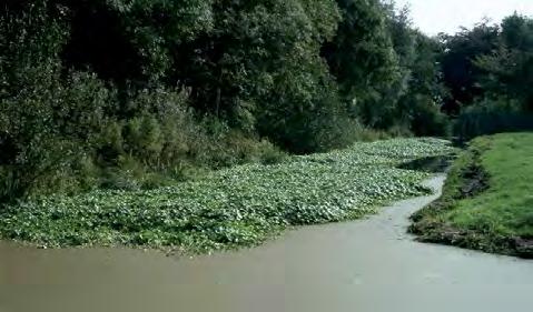 Niet alle planten overleven hier, maar sommige uitheemse soorten doen het hier juist heel goed. Soms iets té goed.