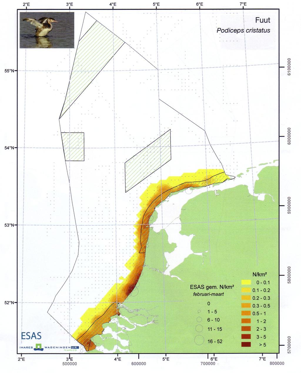 ook grote groepen eenden voor de (Noord)-Hollandse kust gezien. Blijkens de jaarlijks uitgevoerde tellingen in januari is dit de laatste jaren echter niet meer het geval (zie bijvoorbeeld Arts, 2010).