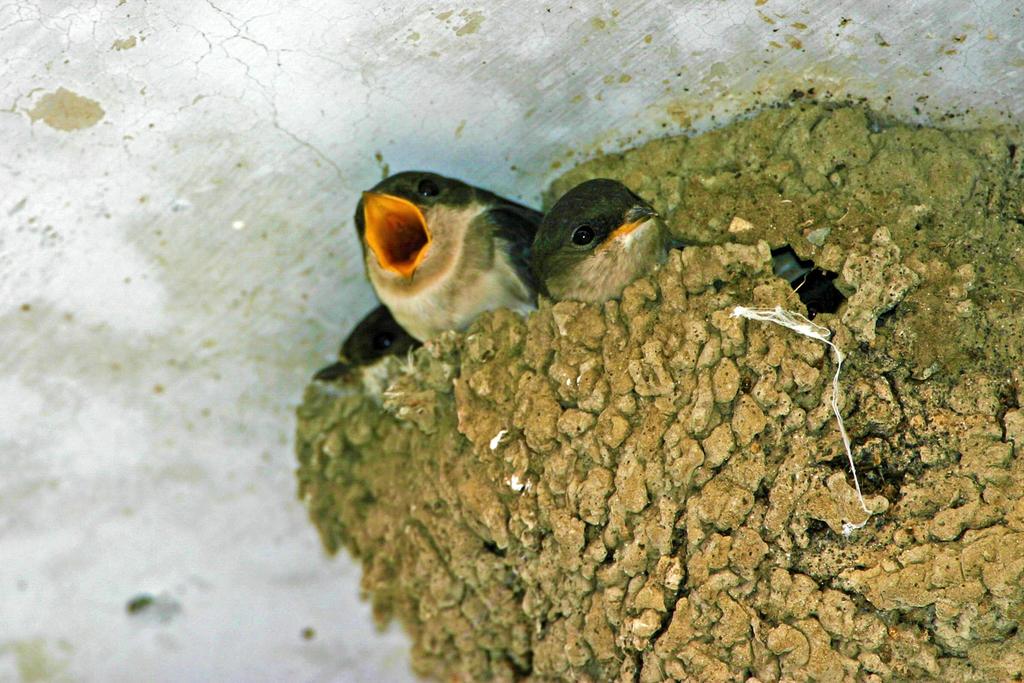 ingezaaid door jagers, landbouwers, natuurverenigingen en particulieren.