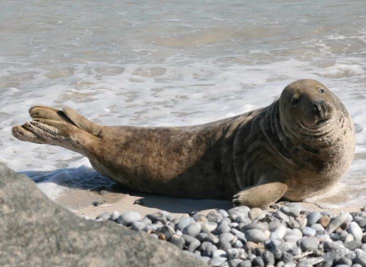 In 2013 werden meer dan 1500 zeehonden geteld, waarvan 597 gewone en 909 grijze zeehonden (Arts, e.a., 2015). 2.1.1 Ecologisch profiel De gewone zeehond, Phoca vitulina (figuur 2.