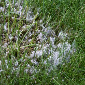 In de lente verschijnen er dan gele vlekken. 3 OPLOSSING? De vlekken verdwijnen vanzelf bij goed en regelmatig onderhoud.