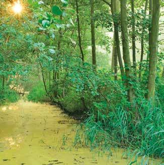 Wie aandachtig speurt, kan een glimp opvangen van het zangvogeltje de roodborsttapuit, of sporen ontdekken van reeën, hazen en bunzings.