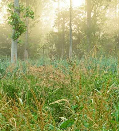 Die verscheidenheid in het landschap houden we zo goed mogelijk intact. De Laakvallei is een reservegebied, waar in deze fase van het Sigmaproject geen maatregelen worden genomen.