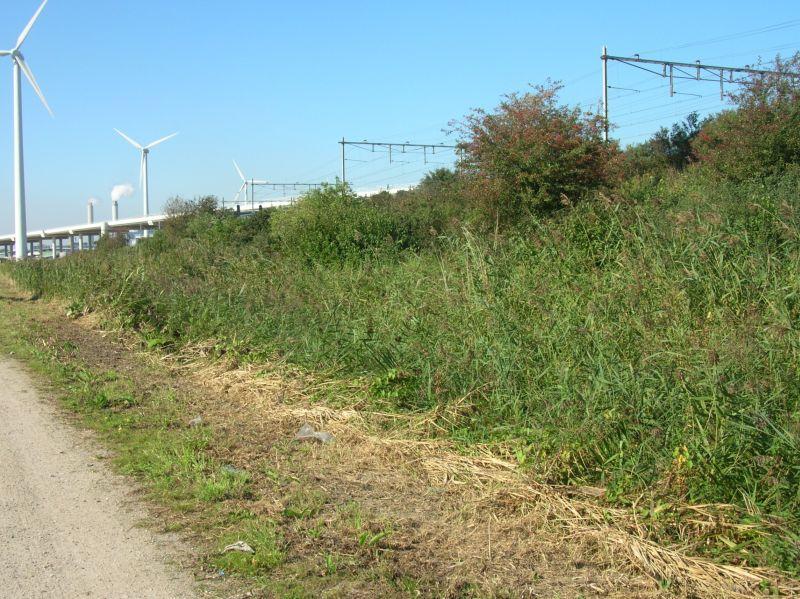 Belangrijk leefgebied vinden zij in de Lange Bretten ten zuiden van het plangebied en in de brede taluds van de spoorbaan.